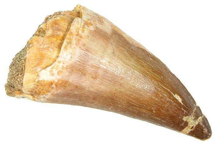 Fossil Prognathodontid Mosasaur Tooth - Morocco #374490